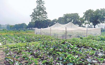 安全な野菜を低コストで