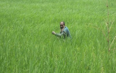 Jirashail、Parija農業はボグラで勢いを増す