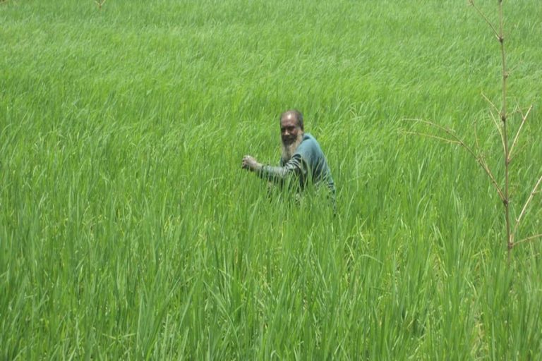 Jirashail、Parija農業はボグラで勢いを増す