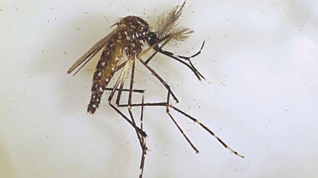 デング熱と戦う滅菌蚊