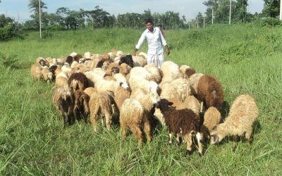 ボグラで拡大している羊の飼育