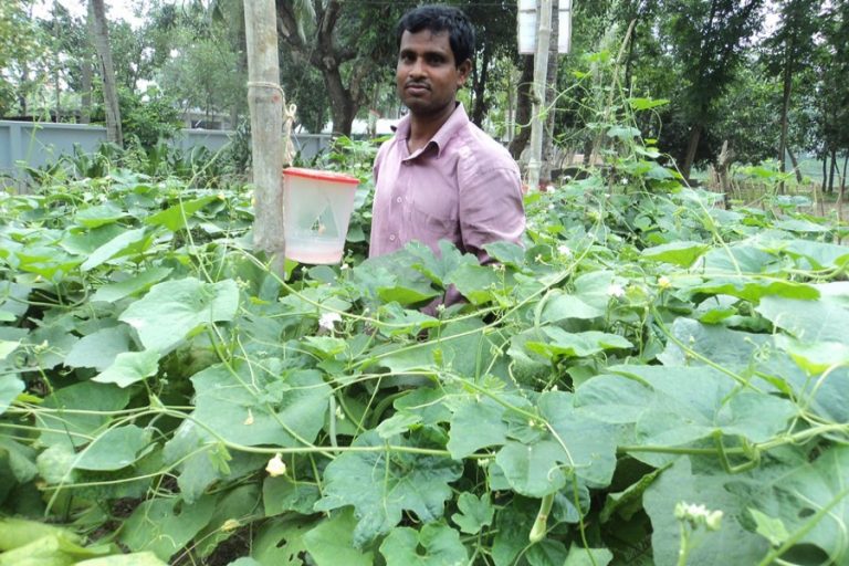 ボグラで野菜生産を増強するフェロモントラップの使用