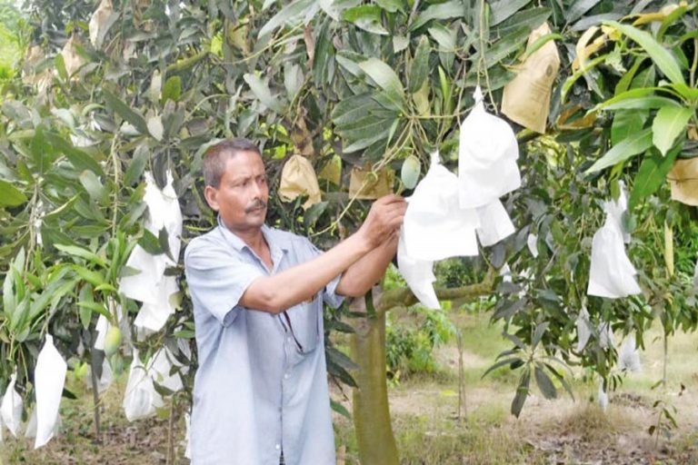 フルーツバッグング法は品質のマン​​ゴーを生産するのに役立ちます