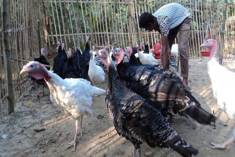 Sirajganj地区でのトルコの飼育拡大