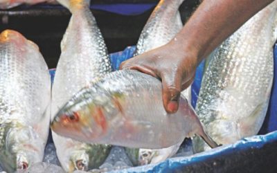 10月7日から22日間のヒルサ漁業禁止