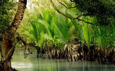 Sundarbansの森林資源を増強するのに役立つ拡張された聖域