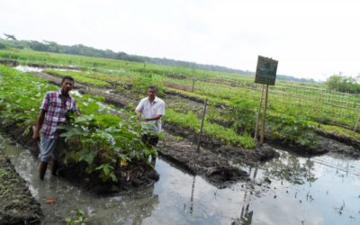 Gopalganjで浮遊床での野菜栽培が人気を集めています