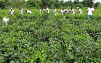 プレーンランドの茶栽培