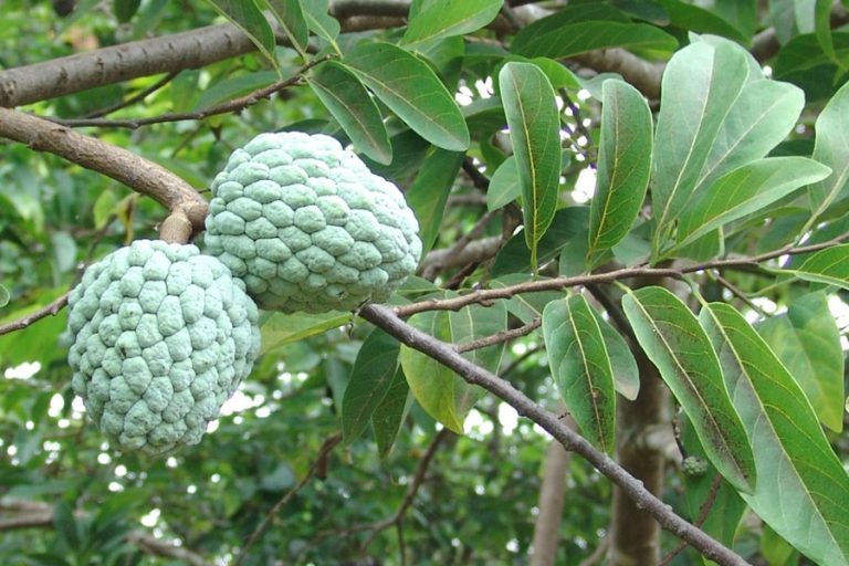 Narsingdiで消滅する先住民の果物