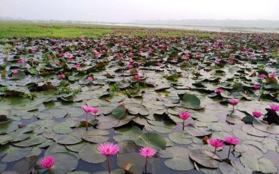 シャプラの花の自然の美しさ