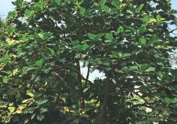 バングラデシュのブレッドフルーツツリーの紹介