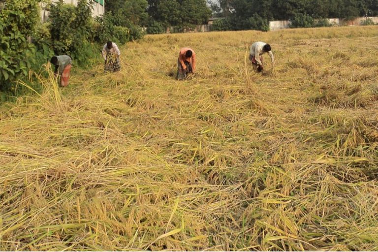 Joypurhat農家がBRRI-62、BINA-7イネ品種の収穫を開始