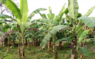 Rajshahi地区の商業用バナナ栽培地