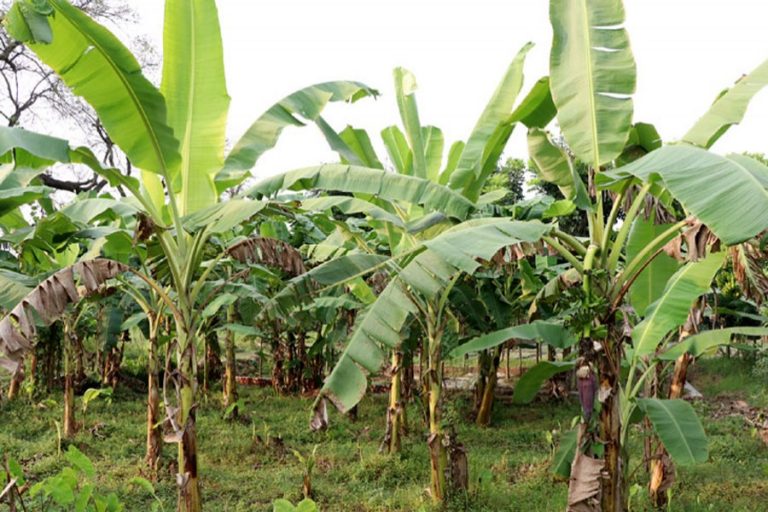 Rajshahi地区の商業用バナナ栽培地