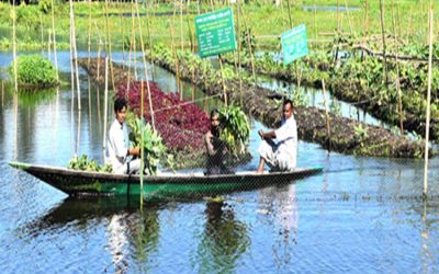 浮遊式ベッドで野菜を栽培するRangpur landless cultivators