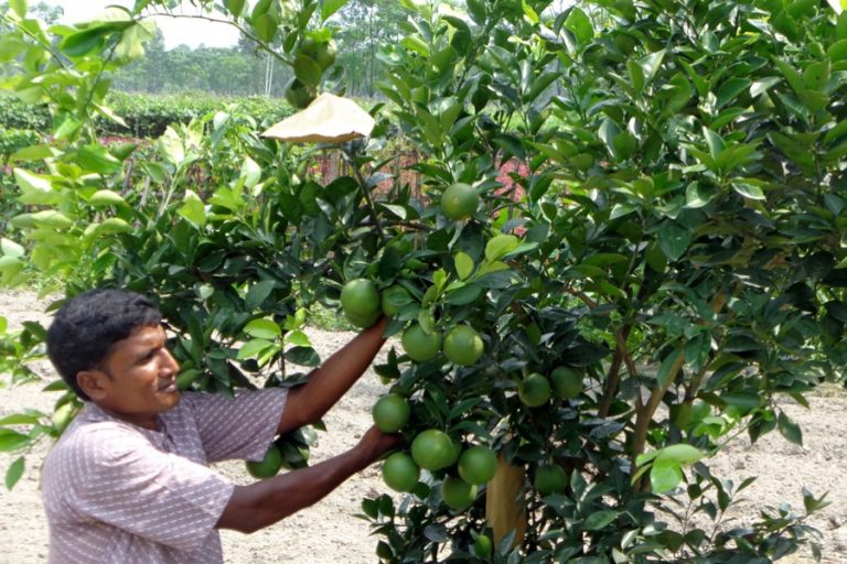Rangpurの農民は50の果樹園で高品質のマルタを生産しています