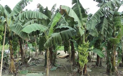 バンパー収量、公正価格は、ボグラーバナナ栽培者の顔に笑顔をもたらす