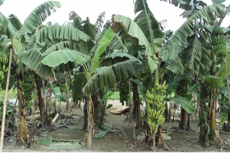 バンパー収量、公正価格は、ボグラーバナナ栽培者の顔に笑顔をもたらす