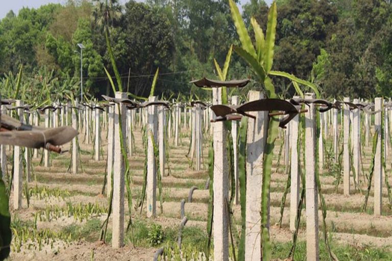 ドラゴンフルーツ栽培は、Rajshahi地域で人気を得る