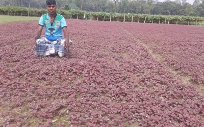 赤いほうれん草の農業は印象的な利益でRangpurで拡大する