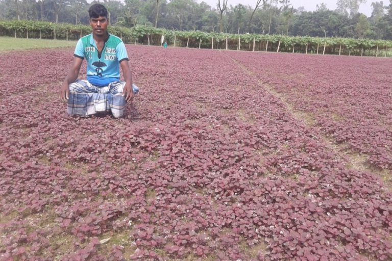 赤いほうれん草の農業は印象的な利益でRangpurで拡大する