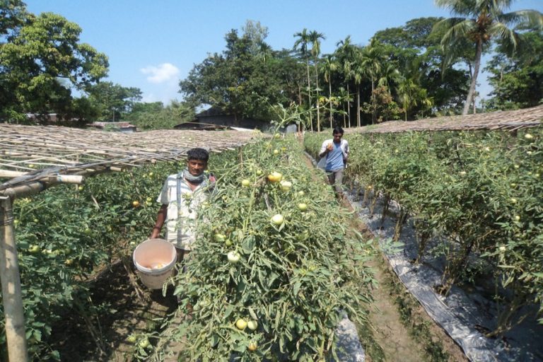 シレットの農民は、収量の高い夏のトマトの生産に関心を示しています