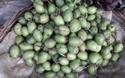 Tangail、Rangpur、Rajshahiオリーブ栽培者は公正な市場価格を得る