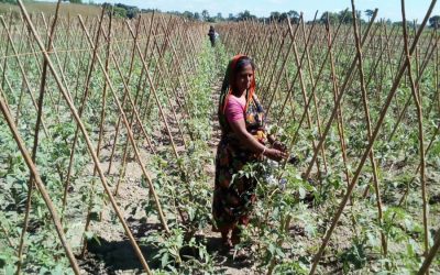 Raghunathpurの農家は広大な土地に冬の初めのトマトを栽培しています