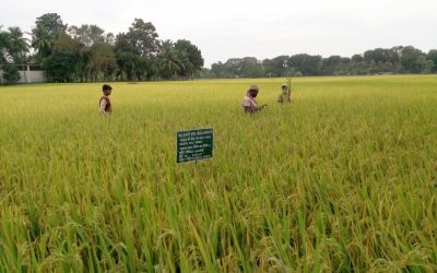 水の停滞はJhenidah Sadarの種子生産を妨げる