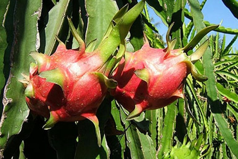 ドラゴンの果樹栽培はナトー地区で利益を上げる