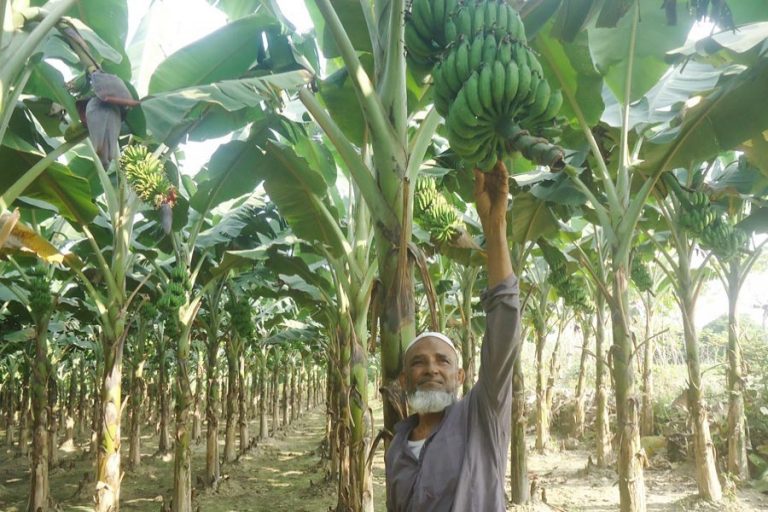 退職した政府職員は、マグラのバナナを栽培して財産を変更する