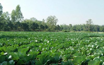 冬の野菜の良い収量以上のNaogaon農民の幸せ