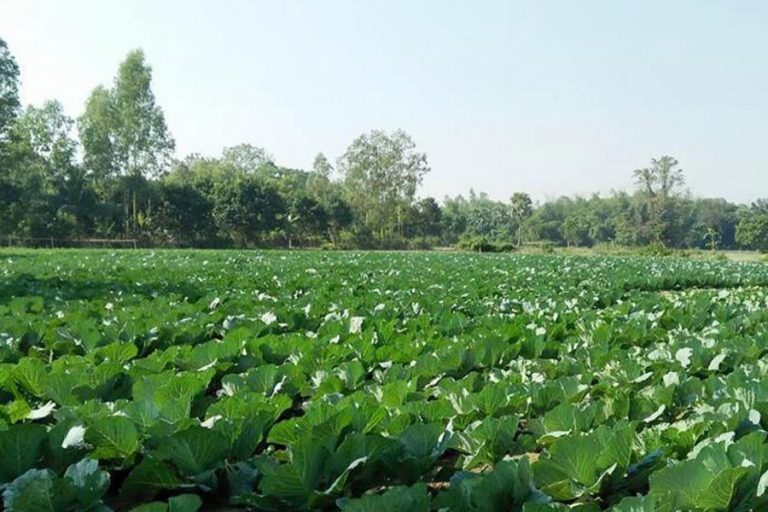 冬の野菜の良い収量以上のNaogaon農民の幸せ