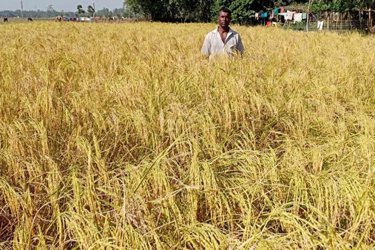 Rangpurのアロマティックライス栽培者、Dinajpurのより良い産地