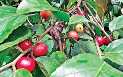 現地企業がコーヒー梅の輸出を開始