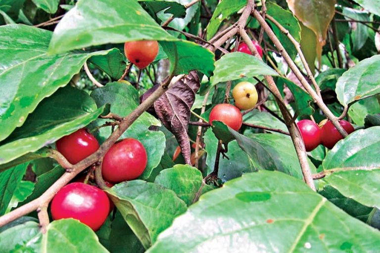 現地企業がコーヒー梅の輸出を開始