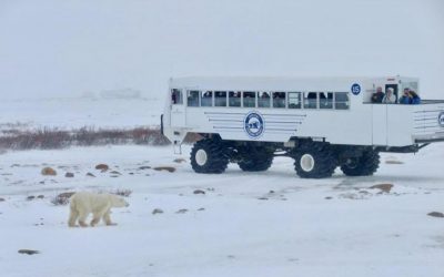 持続可能な北極熊ツアーは観光客に環境負荷を教える