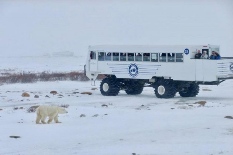 持続可能な北極熊ツアーは観光客に環境負荷を教える