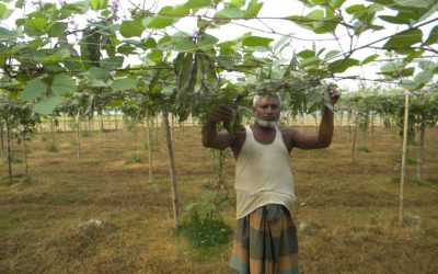 Sylhet部門のRabi作物栽培の土地75,478ヘクタール