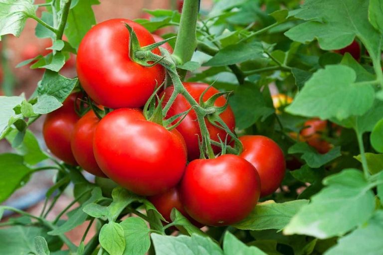 トマト植物はRangpurでよく生育する