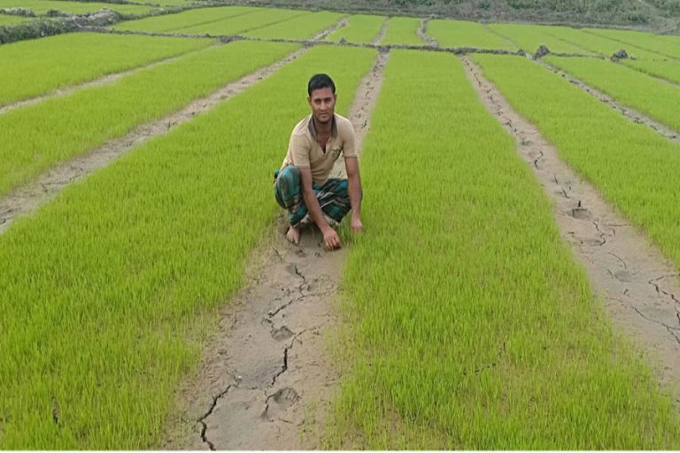 Rangpurゾーンの農民はBoroの苗床を準備して忙しい