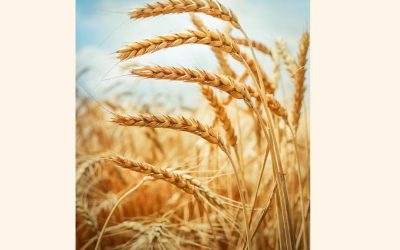 政府は2019年初頭に50,000トンの小麦を輸入することを入札
