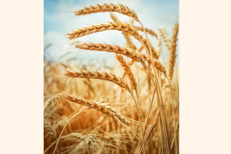 政府は2019年初頭に50,000トンの小麦を輸入することを入札