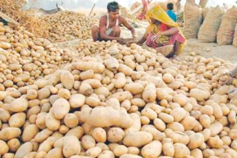 輸出の成長を推進するためにより多くの野菜冷却プラントを設置する：専門家