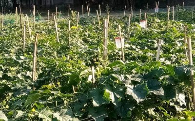シレットの55,500ヘクタールの野菜栽培