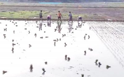 ボロの苗を植える農民のグループ