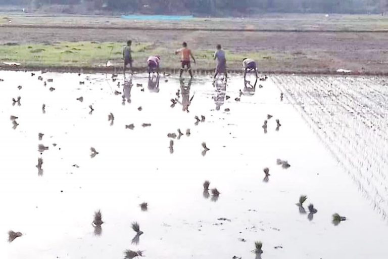 ボロの苗を植える農民のグループ