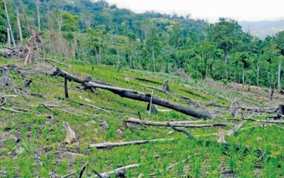 森林減少、土地劣化および地球温暖化