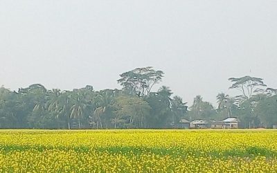Gopalganjの生産者はBARI Mustard -14の良い収穫を期待しています