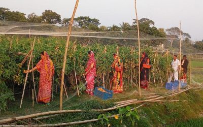 Gopalganj農家はトマト栽培から利益を得る